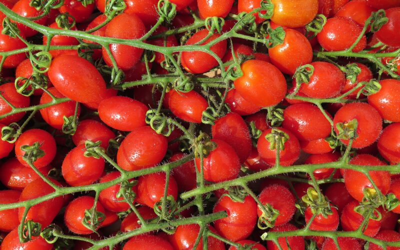 Tomate San Marzano – der Ferrari unter den Pizzatomaten