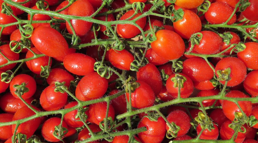 Tomate San Marzano – der Ferrari unter den Pizzatomaten