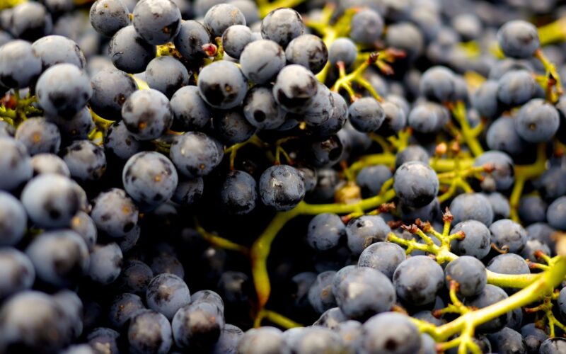 Za tajemstvím neodolatelné chuti a vůně: Primitivo – italská odrůda vína, kterou musíte ochutnat!