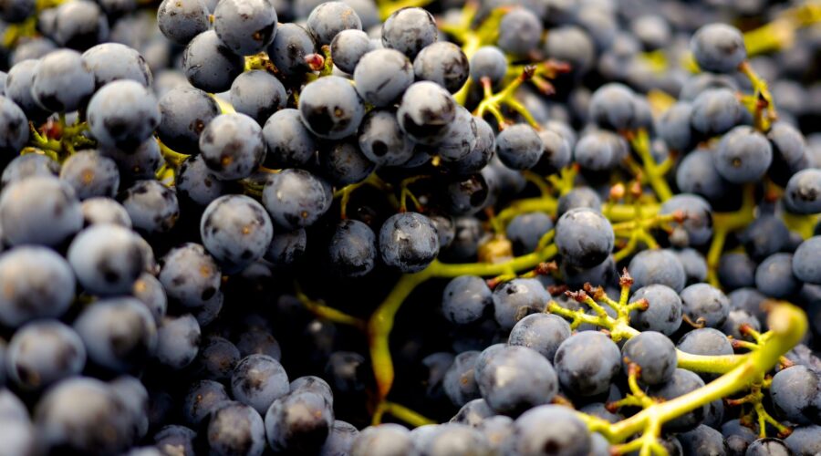 Za tajemstvím neodolatelné chuti a vůně: Primitivo – italská odrůda vína, kterou musíte ochutnat!